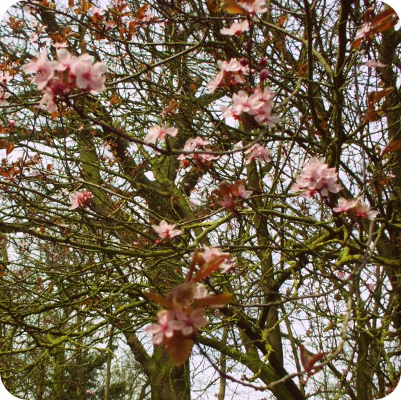 The healing properties of cherry blossom 